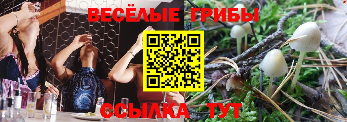 Зима  Галлюциногенные грибы Cubensis  Вход с VPN 